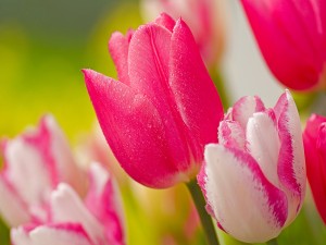 Postal: Tulipanes rosados
