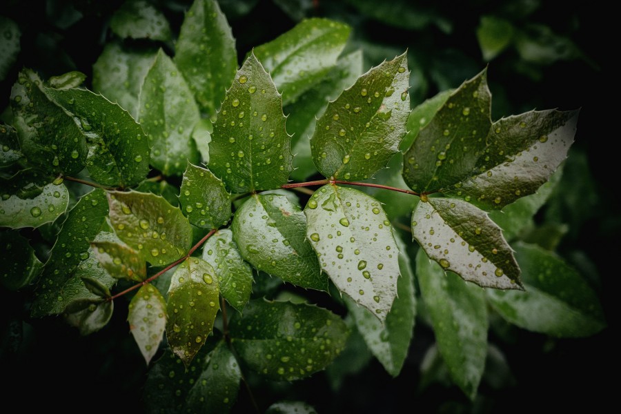 Hojas verdes con gotas de lluvia