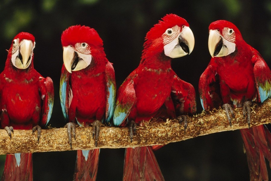 Cuatro loros de color rojo en una rama