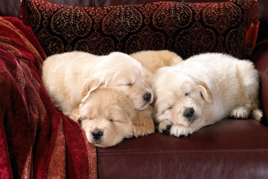 Cachorros blancos acurrucados en un sillón