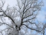 Ramas de un árbol cubiertas de nieve