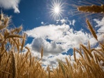 Campo de trigo bajo el cielo azul y el sol abrasador