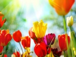 Tulipanes de colores iluminados por el sol