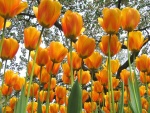 Tulipanes bajo las ramas de los árboles