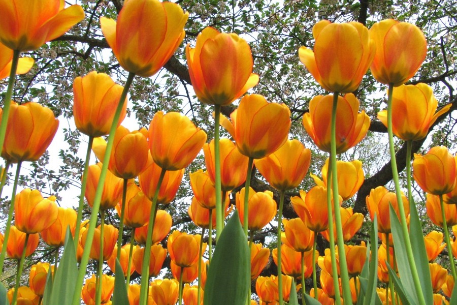 Tulipanes bajo las ramas de los árboles