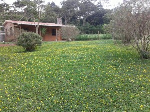 Un verde jardín