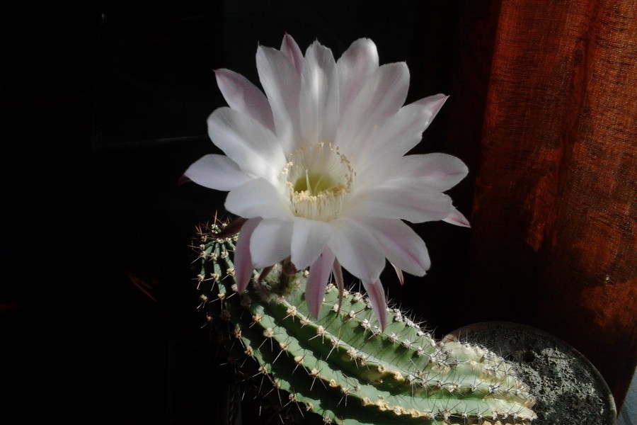 Hermosa flor de cactus