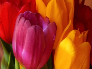 Tulipanes de color amarillo, rosa y rojo