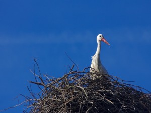 Postal: Cigüeña en el nido