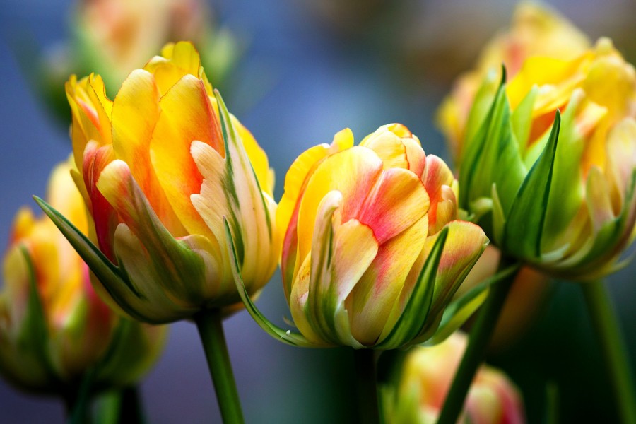 Esbeltos tulipanes
