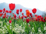 Tulipanes rojos creciendo bajo las montañas