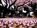 Parque infantil cubierto de flores de cerezos