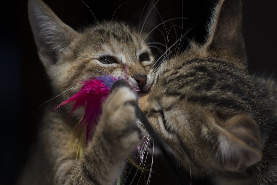 Dos gatitos jugando con plumas