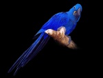Loro con plumas de color azul sobre una rama