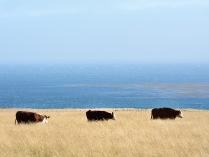 Postal: Vacas pastando en el campo junto al mar azul