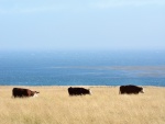 Vacas pastando en el campo junto al mar azul