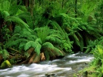 Verdes helechos a orillas del río