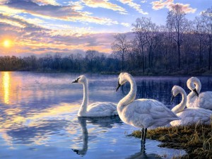 Cisnes en el lago al amanecer