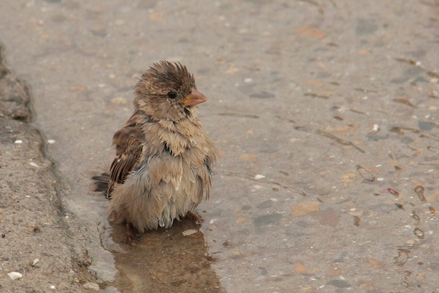 Pequeño gorrión en un charco