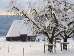 Casa y jardín cubiertos de nieve