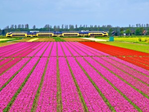 Gran campo de tulipanes