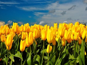 Tulipanes amarillos en el campo