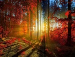 Rayos de sol iluminando el bosque rojo