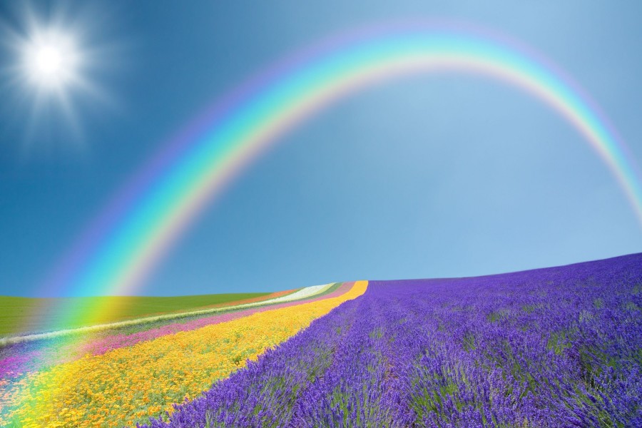 Sol y arcoíris sobre un campo de flores