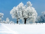 Hermosos árboles en la nieve