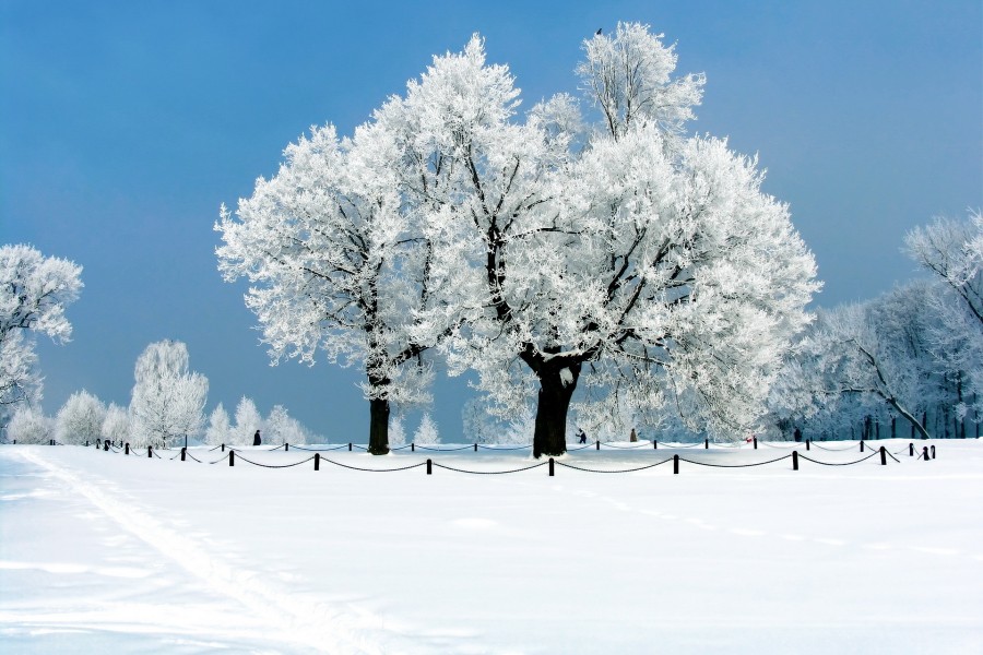 Hermosos árboles en la nieve