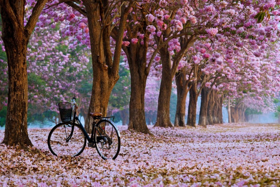 Bicicleta bajo los cerezos en flor