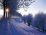 Sol tras los árboles nevados