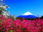 Hermosa vista primaveral del Monte Fuji