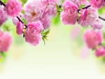 Hermosas flores rosas creciendo en las ramas