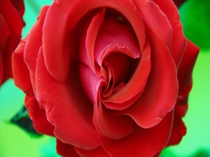 Distinguida rosa de color rojo