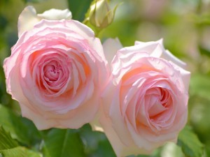 Dos rosas de color rosa en el arbusto