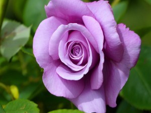 Maravillosa rosa de color lila