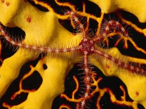 Estrella de mar sobre un coral amarillo