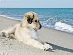 Perrito sentado en la playa