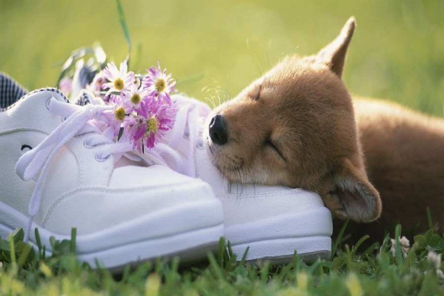 Perrito durmiendo sobre un par de zapatillas