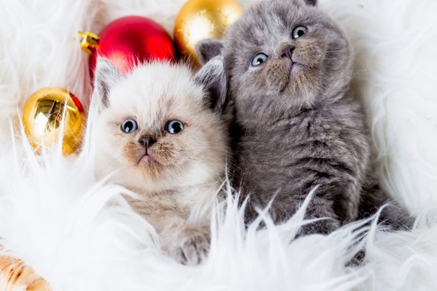 Adorables gatitos en Navidad