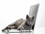Gatito gris sobre un ordenador portátil
