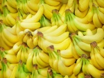 Racimos de plátanos