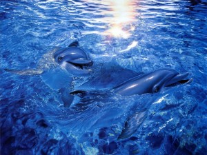Fondos de delfines, Imágenes: Delfines