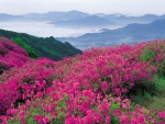 Flores color rosa en las montañas