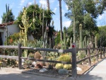 Jardín con impresionantes cactus