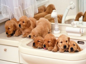 Dulces perritos en el lavabo