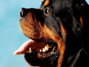 Cabeza de un Rottweiler con la lengua afuera