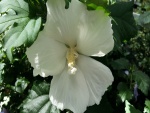Hibisco de color blanco en su planta