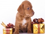 Un afectuoso perro entre dos cajas de regalo
